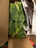 新鲜现挖菠菜河南霜打露天红根菠菜青菜涮火锅真便宜 3斤含箱 新鲜菠菜 实拍图