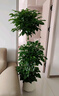 植男植女天堂鸟盆栽客厅室内好养大型落地真绿植办公室大叶植物源头直发 实拍图