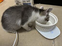 HELLOJOY猫咪加热宠物陶瓷碗恒温饮水碗狗狗食盆冬季保温 恒温加热400ML 实拍图