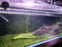 AquaClean精巧型换水机除氯过滤器水族净水器自来水免困水草缸养水神器 第3代精巧型换水机 实拍图