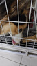Lanswood 狗零食磨牙棒狗宠物狗狗玩具幼犬耐咬牛骨头泰迪比熊小型犬洁牙 牛棒骨大号二支装 送一只共三只 实拍图