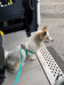 茨格曼狗狗牵引绳狗绳遛狗绳胸背带套装L码小型犬泰迪比熊小狗牵狗绳子 实拍图