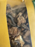 富昌 鹿茸菇200g  鹿茸菌菇 炒菜煲汤火锅食材 实拍图