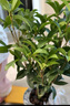 开时果 四季桂花盆栽树苗浓香型 新中式盆景办公室内绿植物源头直发包邮 精品四季桂+原土发货（不含盆） 【整高约40-50cm左右】 实拍图