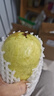 白心芭乐新鲜软糯番石榴低卡轻食可榨汁启鸿 白心芭乐 带箱2斤 单果100g+ 实拍图