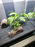 BESSN水族造景陶粒砂鱼缸水草泥鱼缸底砂鱼缸沙鱼缸底沙不浑水 陶粒砂（1-4mm）5斤 实拍图