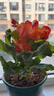 丽格海棠重瓣大花盆栽红玫瑰室内客厅阳台四季开净化空气好养花卉 【四季开花】橙色 丽格海棠带花苞 不含盆 实拍图