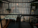 獒少保猫笼 大号猫笼子带厕所猫别墅猫窝成猫幼猫猫舍猫屋宠物笼子用品 黑色 大双层 84.5*60.5*96cm 实拍图