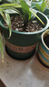 墨斗鱼花盆加仑盆加厚高款1加仑*3多肉绿萝月季盆栽树脂塑料简约带托盘 实拍图
