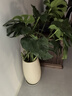 叹为观止大型植物发财树各种大颗盆栽开业乔迁客厅办公室内好养大型花卉 龟背竹【1-1.2米】 含盆 实拍图
