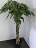 叹为观止大型植物发财树各种大颗盆栽开业乔迁客厅办公室内好养大型花卉 辫子发财树【1.2-1.4米】 含盆 实拍图