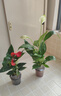 大号红掌高30-40cm 鸿运当头室内花盆栽客厅办公室开花类四季好养 【繁星吸水盆】白掌+红掌 高约35 30-40cm 实拍图