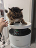 美的家用宠物空气净化器 吸猫毛除过敏源猫猫搭子猫毛净化器杀菌消毒除猫狗异味 卫健委备案 小山竹PET600【宠物专享升级款】 实拍图