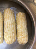 京鲜生 浦之灵冷冻黄糯糖心玉米棒1.98kg(6根)非转基因粘甜玉米年货节 实拍图