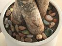 南京雨花石原石天然清仓鹅卵石石头花盆鱼缸装饰彩石头彩色小石子 3-5厘米（1斤15颗左右） 实拍图