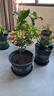 花盆绿植盆栽加厚塑料简约多肉小盆阳台客厅月季玫瑰大号家用花盆 矮款3加仑(口径21cm)2个盆 配套托盘 实拍图