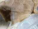 潮夫道冷藏黑毛肚2斤川渝火锅食材麻辣烫牛毛肚牛百叶生鲜固形物60% 实拍图