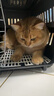 腆宠宠物航空箱小号 猫咪航空箱猫狗 猫包猫笼外出车载猫箱狗狗托运 实拍图