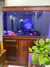 森森（SUNSUN）【包安装】新款鱼缸客厅大型玻璃金鱼缸生态底过滤免换水水族箱 120长42cm加宽升级豪华底滤（三色可选） 实拍图
