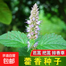 新鲜藿香种子食用藿香盆栽原土霍香苗五香叶鱼香种子阳台庭院蔬菜 藿香种子 1包约1000粒 实拍图