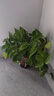 双盟 绿萝盆栽除甲醛花卉绿植办公室新房净化空气110款10盆装源头直发 实拍图