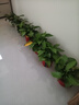 双盟绿萝盆栽除甲醛花卉绿植办公室新房净化空气110福字8盆装源头直发 实拍图