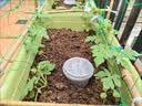 兰景天果蔬植物营养液浓缩阳台盆栽种植菜辣椒柿子家用肥料不烂根500ml 实拍图