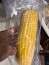 十月稻田 黄糯玉米 3.52斤(220g*8根) 25年新玉米 低脂粗粮 早餐 联名款 实拍图