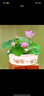 碗莲种七彩五颜六色水培花卉水养四季莲花荷花种莲藕绿植水培莲子 开口/混色 5粒+生根粉 实拍图