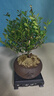 开时果 小叶赤楠盆景摆件 办公室桌面绿植花卉好养盆栽植物源头直发包邮 【推荐款】舍得紫砂盆+苔藓+底座 实拍图
