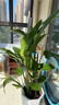植男植女天堂鸟盆栽客厅室内好养大型落地真绿植办公室大叶植物源头直发 实拍图