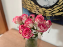 京东鲜花玫瑰花随机2色20枝山东基地新鲜采摘送男女朋友枝长40cm源头直发 实拍图