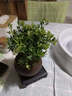 开时果 小叶赤楠盆景摆件 办公室桌面绿植花卉好养盆栽植物源头直发包邮 【推荐款】舍得紫砂盆+苔藓+底座 实拍图