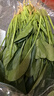 大菠菜300g 实拍图