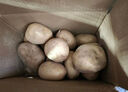 新鲜土豆现挖现发山东正宗黄心黄肉当季蔬菜马铃薯洋芋薯条3两起 山东土豆带箱3斤 中大果 实拍图