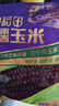 十月稻田 黑糯玉米 3.52斤(220g*8根) 东北甜黏玉米棒 早餐苞米 低脂代餐 实拍图