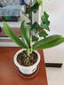 蝴蝶兰盆栽带花剑四季开花客厅室内兰花大苗桌面无花苞花好养易活 【主图款】---【包开花】送营养液2包 带2支花剑 实拍图