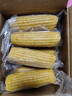 北大荒东北黄糯玉米棒 真空非转基因鲜食玉米黏玉米 4斤 8根 实拍图