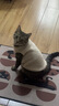 猫衣服保暖羊羔毛马甲背心秋冬泰迪博美宠物冬装可爱狗衣服绝育服 羊羔绒马甲-杏色 L码（约7-9斤） 实拍图