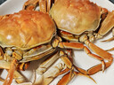 【活蟹】鲜京采 鲜活大闸蟹 公蟹3两 母蟹2两 4对8只 去绳足重 蟹类螃蟹河蟹生鲜礼盒 实拍图