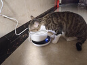 JCZS德国品牌恒温猫咪饮水机自动循环加热宠物喝水器 3档定时恒温垫+350ml黑色陶瓷碗 实拍图
