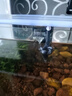 京业鱼缸过滤器JY-W155款3.8W壁挂式过滤泵除油膜瀑布过滤器流量可调 实拍图