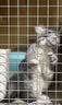 jolly pet products龙猫粮高蛋白多维龙猫主粮综合粮全方位营养粮 多维龙猫粮5斤加4包蔬菜干JP71 实拍图