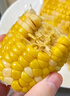 北纬47°水果玉米4斤(约220g*10根) 开袋即食鲜甜玉米棒真空包装 低脂低GI 实拍图