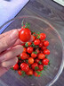 正宗海南千禧小番茄圣女果5斤新鲜水果小西红柿水果番茄w顺丰DD 2斤精选【顺丰/JD快递】净1.7斤 实拍图