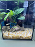 金晶超白玻璃桌面鱼缸小型家用办公室生态懒人全套造景小缸水草缸 鱼缸全套十件超值大礼包+盖子 15*15*20 实拍图
