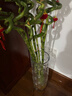 绩光富贵竹转运竹弯竹龙竹水竹开运水养竹子带根水培植物花卉室内绿植 不含盆 【带根】转运竹弯竹-60厘米-10棵 实拍图