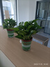 双盟绿萝盆栽除甲醛花卉绿植办公室新房净化空气 120款10盆源头直发 实拍图