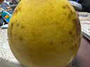 福建平和老树红柚 新鲜现摘 皮薄肉厚多汁 蜜柚柚子 2-3斤（1-2粒）推荐 实拍图