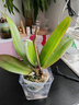 欧悟蝴蝶兰花苗带花剑带花苞盆栽兰花大苗客厅室内植物花卉四季好养 9.苹果绿【带花剑】 带育苗盆 晒单实拍图